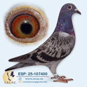 ESP: 2025-107400-H♀   LEON ROKS/JAN AARDEN