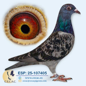 ESP: 2025-107405-H♀  JAN AARDEN/STICHELBAUT