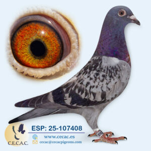 ESP: 2025-107408-H♀   LEON ROKS/ JAN AARDEN