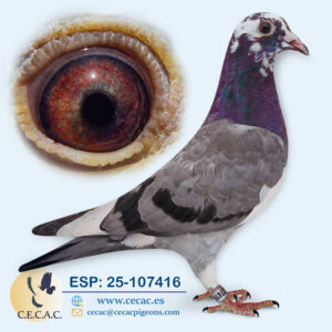 ESP: 2025-107416-H♀   JELLEMA/BATENBURG