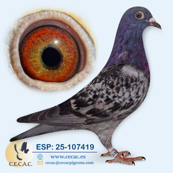 ESP: 2025-107419-H♀   KO VAN DOMMELEN
