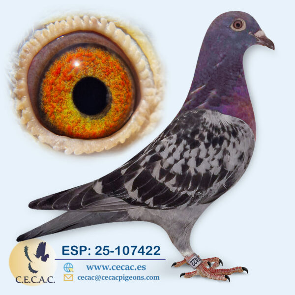 ESP: 2025-107422-H♀   BATENBURG/JAN AARDEN