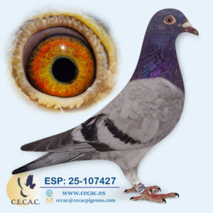 ESP: 2025-107427-M♂   JELLE JELLEMA