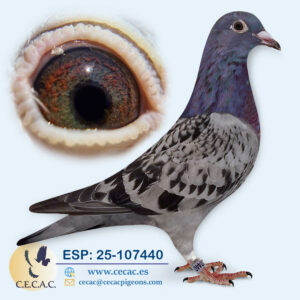 ESP: 2025-107440-H♀    STASSART