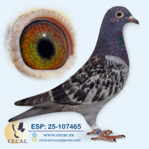 ESP: 2025-107465-H♀   DIRK VAN DEN BULCK