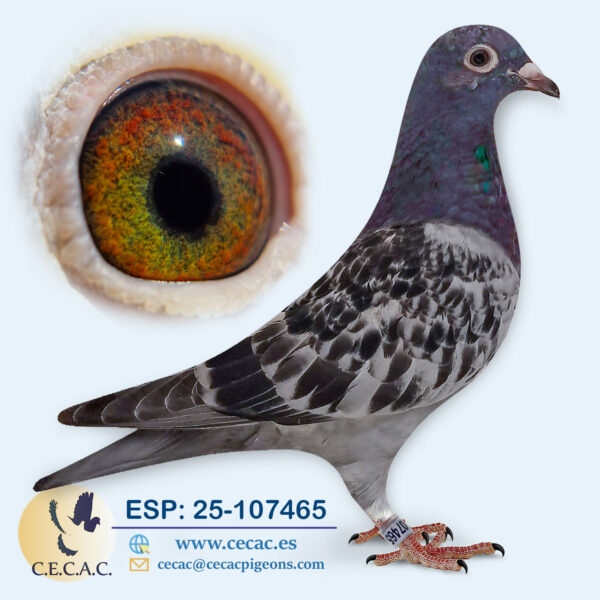 ESP: 2025-107465-H♀   DIRK VAN DEN BULCK