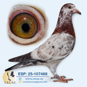 ESP: 2025-107488-M♂  MEULEMANS