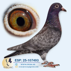ESP: 2025-107493-M♂   COLOUR RACING