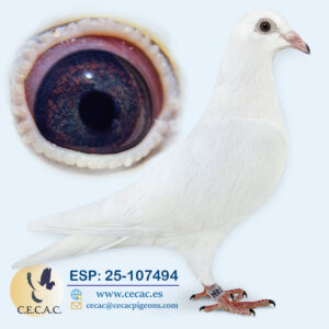 ESP: 2025-107494-H♀   PIET LAZEROMS/DELBAR