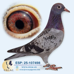 ESP: 2025-107498-H♀   LEO HEREMANS