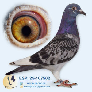 ESP: 2025-107502-M♂  PIPA ELITE CENTER