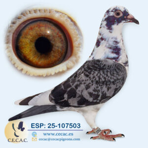 ESP: 2025-107503-M♂   PIPA ELITE CENTER