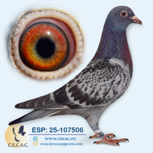ESP: 2025-107506-H♀   DERBY