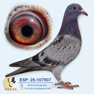 ESP: 2025-107507-H♀   DERBY