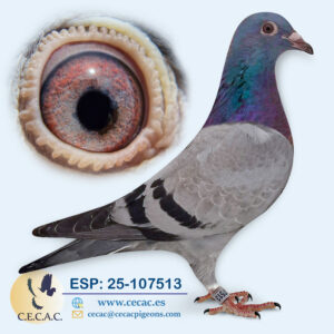 ESP: 2025-107513-H♀   KANNIBAAL/DIRK VAN DYCK