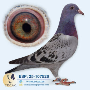 ESP: 2025-107526-H♀   LEO HEREMANS