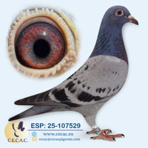 ESP: 2025-107529-H♀   DERBY