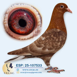 ESP: 2025-107533-H♀   MEULEMANS