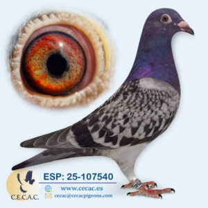 ESP: 2025-107540-M♂  DIRK VAN DEN BULCK
