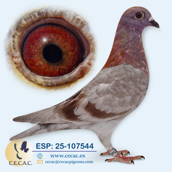 ESP: 2025-107544-M♂   GRAN FONDO