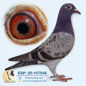 ESP: 2025-107546-H♀  JELLE JELLEMA
