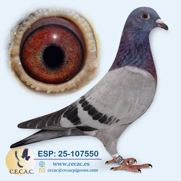 ESP: 2025-107550-H♀   GRAN FONDO