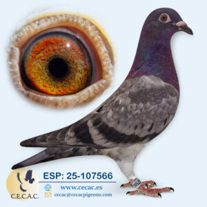 ESP: 2025-107566-H♀   DIRK VAN DEN BULCK