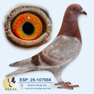 ESP: 2025-107568-M♂   DIRK VAN DEN BULCK