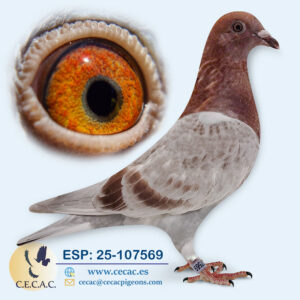 ESP: 2025-107569-H♀    DIRK VAN DEN BULCK