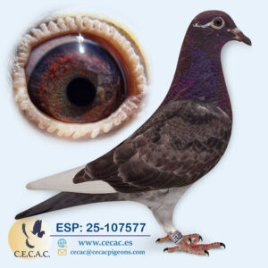 ESP: 2025-107577-H♀   EMIEL DENYS/ JAN AARDEN