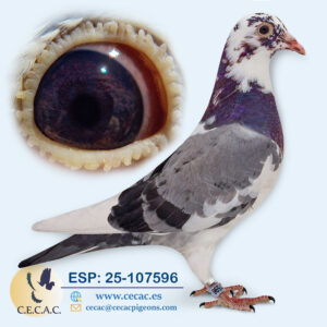 ESP: 2025-107596-M♂   PIPA ELITE CENTER