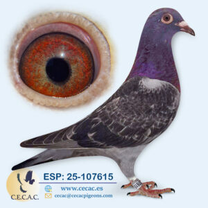 ESP: 2025-107615-H♀  LEON ROKS/ JAN AARDEN