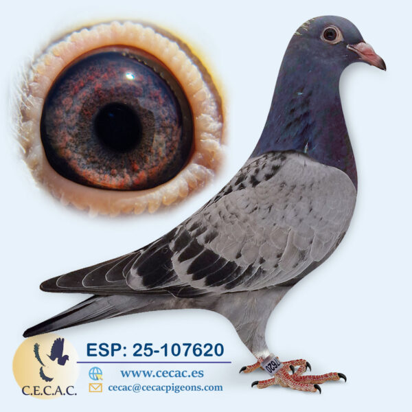 ESP: 2025-107620-H♀   JELLEMA/BATENBURG