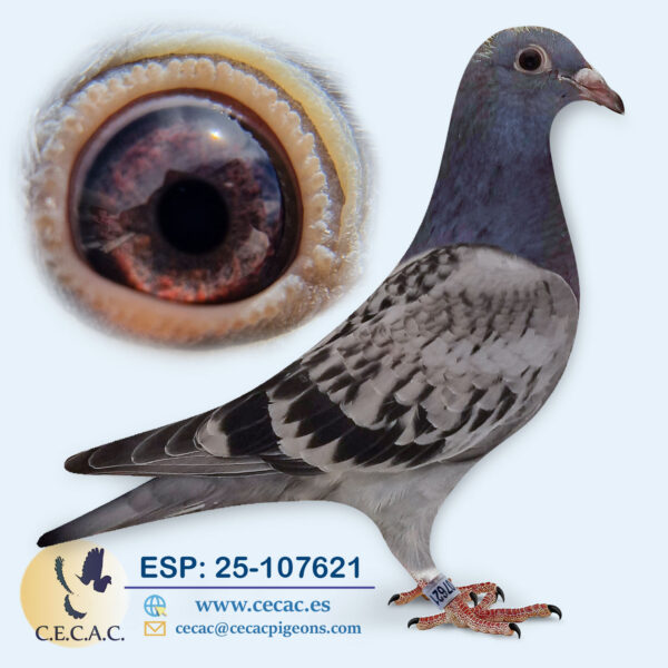 ESP: 2025-107621-H♀   JELLEMA/BATENBURG