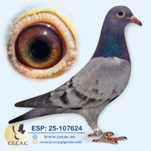 ESP: 2025-107624-H♀   AS PALOMA VELOCIDAD