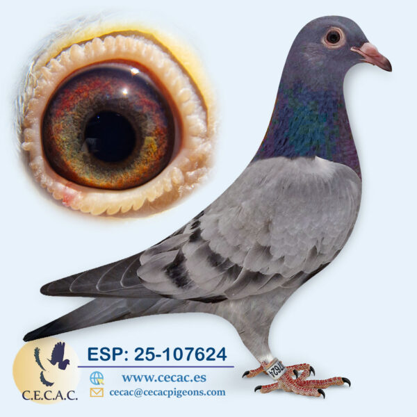 ESP: 2025-107624-H♀   AS PALOMA VELOCIDAD