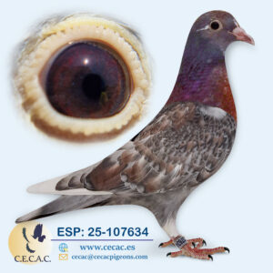 ESP: 2025-107634-H♀   COLOUR RACING/JAN AARDEN