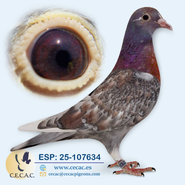 ESP: 2025-107634-H♀   COLOUR RACING/JAN AARDEN
