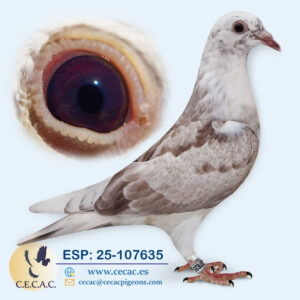 ESP: 2025-107635-H♀   COLOUR RACING/JAN AARDEN