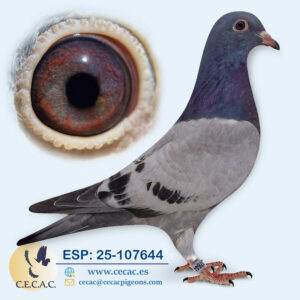 ESP: 2025-107644-M♂   DERBY