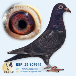 ESP: 2025-107645-M♂   SCHEREN&VANGRAMB./TONECAS