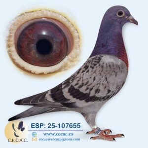 ESP: 2025-107655-H♀   JAN AARDEN