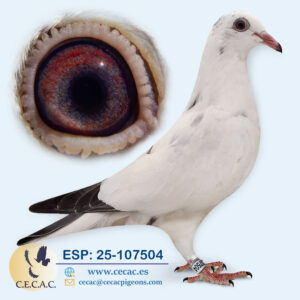 ESP: 2025-107504-H♀   JOS THONE