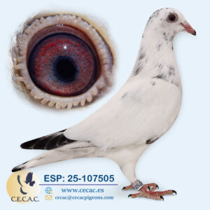 ESP: 2025-107505-H♀   JOS THONE