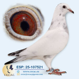 ESP: 2025-107521-H♀   MARTENS TONY/BATENBURG