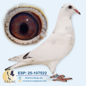 ESP: 2025-107522-M♀   MARTENS TONY/BATENBURG