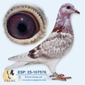 ESP: 2025-107576-M♂   DIRK VAN DEN BULCK