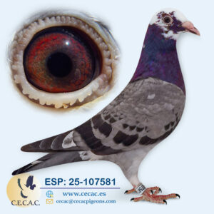 ESP: 2025-107581-M♂   DIRK VAN DEN BULCK