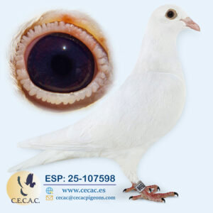 ESP: 2025-107598-H♀   PIET LAZEROMS/MICHAEL BUYCK