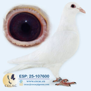 ESP: 2025-107600-H♀   DIRK VAN DEN BULCK